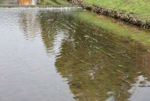 Miljacka vodene trave