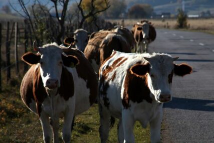 Nove mjere za suzbijanje slinavke