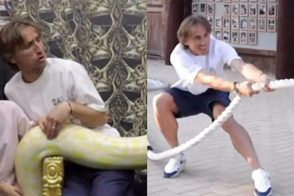 Viralan snimak: Luka Modrić u naručju držao pitona pa odmjerio snage u povlačenju konopa s tigrom