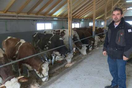 Isplatilo se: Sanski farmeri proizveli rekordne količine mlijeka
