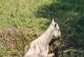 Uz humanost ovih heroja, sve je prošlo kako treba: Prava drama odigrala se u BiH, kobila pala u kanal, pa se zaglavila (VIDEO)